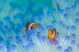 「カクレクマノミ(Western Clown Anemonefish)」のサムネイル画像