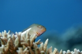 「メガネゴンベ(ring-eyed hawkfish)」のサムネイル画像