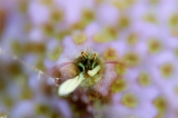 「カンザシヤドカリ(Coral Hermit Crab)」のサムネイル画像