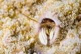 「カンザシヤドカリ(Coral Hermit Crab)」のサムネイル画像