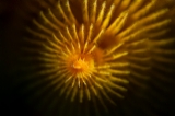 「イバラカンザシ(Christmas tree worm)」のサムネイル画像