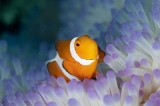 「カクレクマノミ(Western Clown Anemonefish)」のサムネイル画像