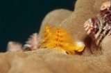 「イバラカンザシ(Christmas tree worm)」のサムネイル画像