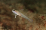 「モエギハゼ属の一種( tiny dart goby sp.)」のサムネイル画像