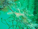 「ニシキフウライウオ(Ghost pipe fish)」のサムネイル画像