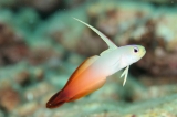 「ハタタテハゼ(Red fire Goby)」のサムネイル画像