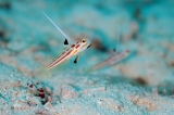 「ヤシャハゼ(White-rayed shrimp goby)」のサムネイル画像