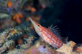 「クダゴンベ(longnose hawkfish)」のサムネイル画像