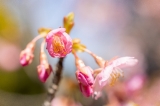 「カワヅザクラ(河津桜)」のサムネイル画像