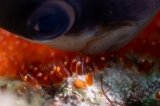 「クマノミ(Anemonefish)」のサムネイル画像