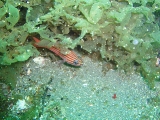 「キンセンイシモチ(Southern orange-lined cardinal fish)」のサムネイル画像
