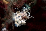 「フリソデエビ(Harlequin shrimp)」のサムネイル画像
