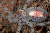 「ミミックオクトパス(Mimic Octopus)」のサムネイル画像