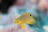 「ニセネッタイスズメダイ(Yellow Damsel)」のサムネイル画像