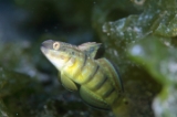 「サラサハゼ(White-barred Goby)」のサムネイル画像