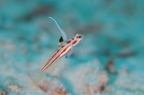 「ヤシャハゼ(White-rayed shrimp goby)」のサムネイル画像