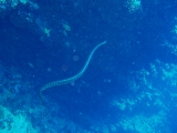 「シマウミヘビ」のサムネイル画像