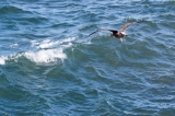 「セグロカモメ」のサムネイル画像