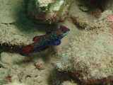 「ニシキテグリ(Mandarin Fish)」のサムネイル画像