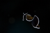 「ヨイミヤミノヒラムシ(ティサノゾーン・ニグロパピローサム)」のサムネイル画像