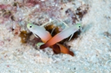 「ハタタテハゼ(Red fire Goby)」のサムネイル画像