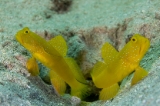 「ギンガハゼ(Banded shrimp goby)」のサムネイル画像