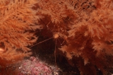 「オルトマンワラエビ(Ortmann's spider-crab)」のサムネイル画像