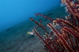 「ニシキフウライウオ(Ghost pipe fish)」のサムネイル画像