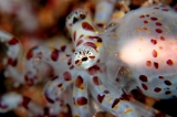 「ミミックオクトパス(Mimic Octopus)」のサムネイル画像