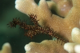 「ニシキフウライウオ(Ghost pipe fish)」のサムネイル画像