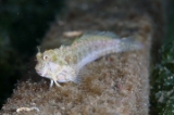 「ブレストスポットブレニー(Breast-spot blenny)」のサムネイル画像