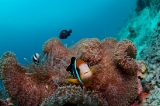 「クマノミ(Anemonefish)」のサムネイル画像