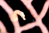 「ピグミーシーホース(Pygmy Seahorse)」のサムネイル画像