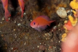 「ケラマハナダイ(Stocky Anthias)」のサムネイル画像