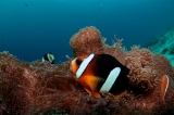 「クマノミ(Anemonefish)」のサムネイル画像