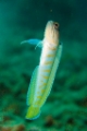 「ゴールドスペックジョーフィッシュ(gold-specs jawfish)」のサムネイル画像