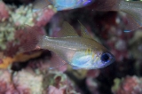「イトヒキテンジクダイ(Threadfin cardinalfish)」のサムネイル画像