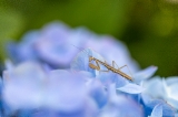 「カマキリ」のサムネイル画像