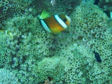 「クマノミ(Anemonefish)」のサムネイル画像
