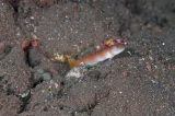 「ヤノダテハゼ(Flag-tail shrimp Goby)」のサムネイル画像