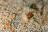 「アカボシウミウシ」のサムネイル画像