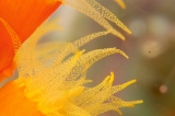 「エントウキサンゴ」のサムネイル画像