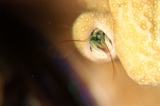 「カンザシヤドカリ(Coral Hermit Crab)」のサムネイル画像