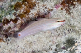 「ジュウモンジサラサハゼ(Pink-lined Goby)」のサムネイル画像