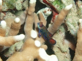 「ニシキテグリ(Mandarin Fish)」のサムネイル画像