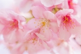 「カワヅザクラ(河津桜)」のサムネイル画像