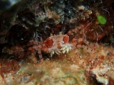 「キンチャクガニ(Boxer crab)」のサムネイル画像