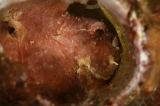 「ダンゴウオ(Lumpfish)」のサムネイル画像