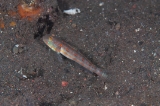 「オトメハゼ(Orange-spotted Sleepergoby)」のサムネイル画像
