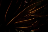 「マコンブ」のサムネイル画像